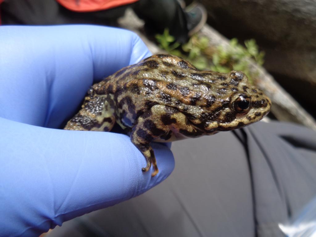 Mountain yellow-legged frog recaptured at Dark Canyon. Frogs are uniquely identified, weighed, and measured each time they are captured to help us track their growth and movements. Photo credit: Natalie Calatayud.