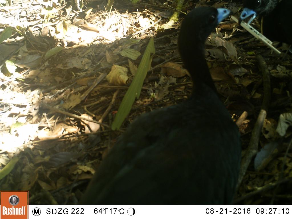 Taken on 21 August 2016 by a camera trap in SE Peru. This photo shows one wattled guan trying to take one of Danny’s plastic reference markers from another wattled guan. I can’t tell which guan won this competition.