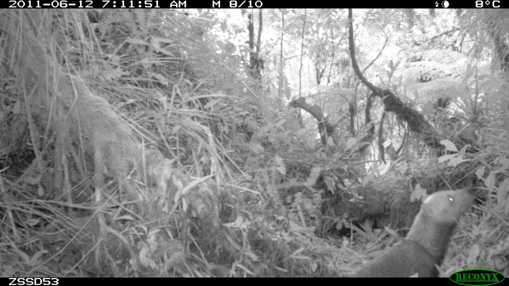 A camera trap photo of a bush dog in the cloud forest at an elevation of 2130m (6988’).