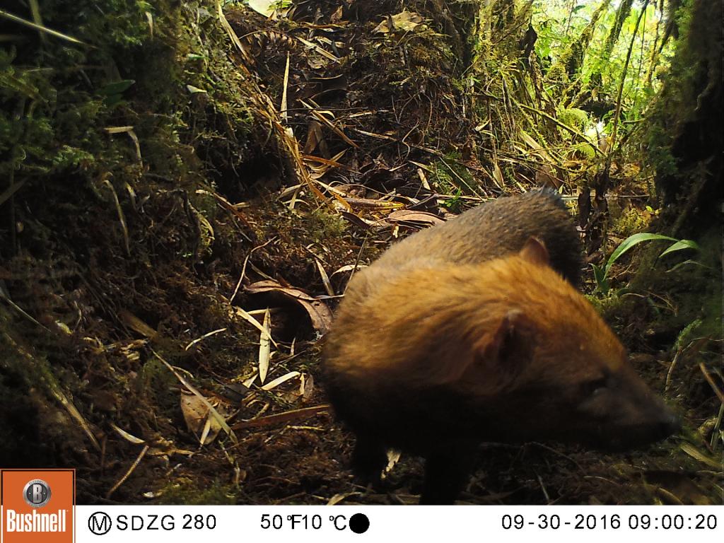A camera trap photo of a bush dog in the cloud forest at an elevation of 2800m (9200’).