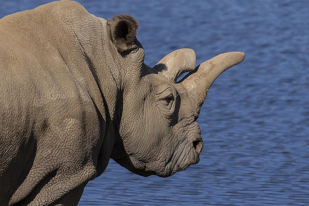 Wildlife trafficking has had a devastating effect on rhino populations.