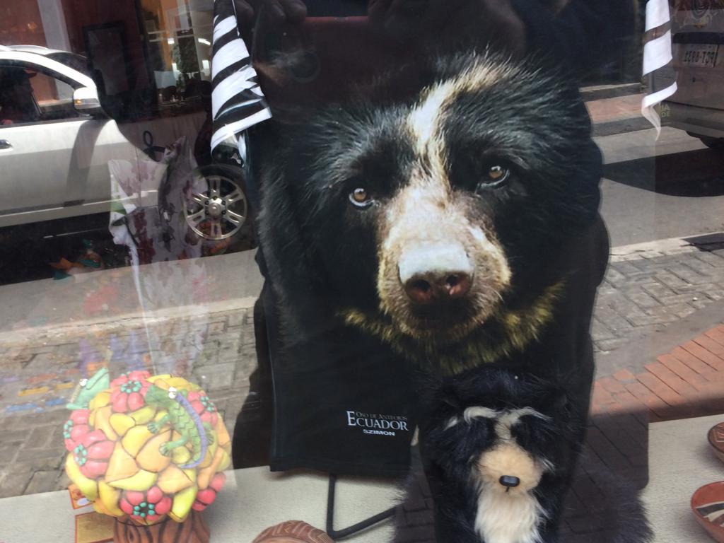 Retail stores in Quito were selling merchandise that represented Andean bears, not just giant pandas and polar bears! Photo by the author.