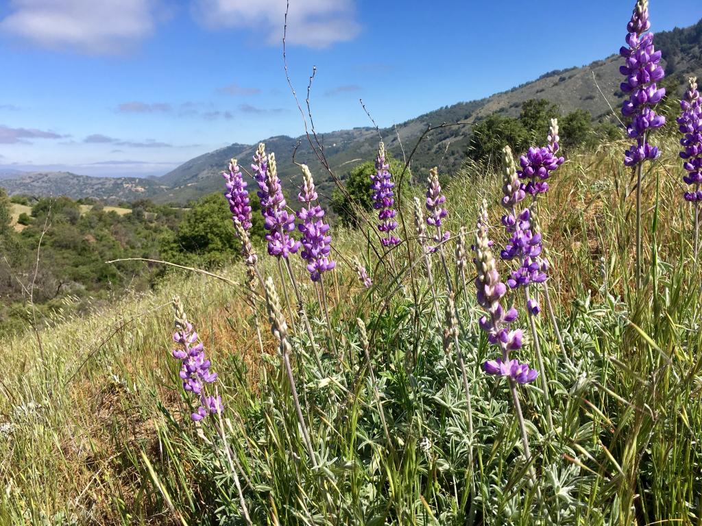 The higher elevations of our county received more rain this year and were able to support wildflowers, like this lupine.