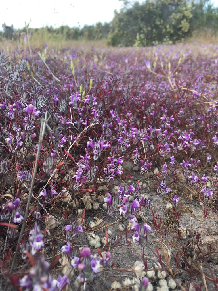 The San Diego mesa mint has a gray fuzzy calyx and reddish leaves. It’s found in central San Diego County vernal pools and nowhere else on Earth.