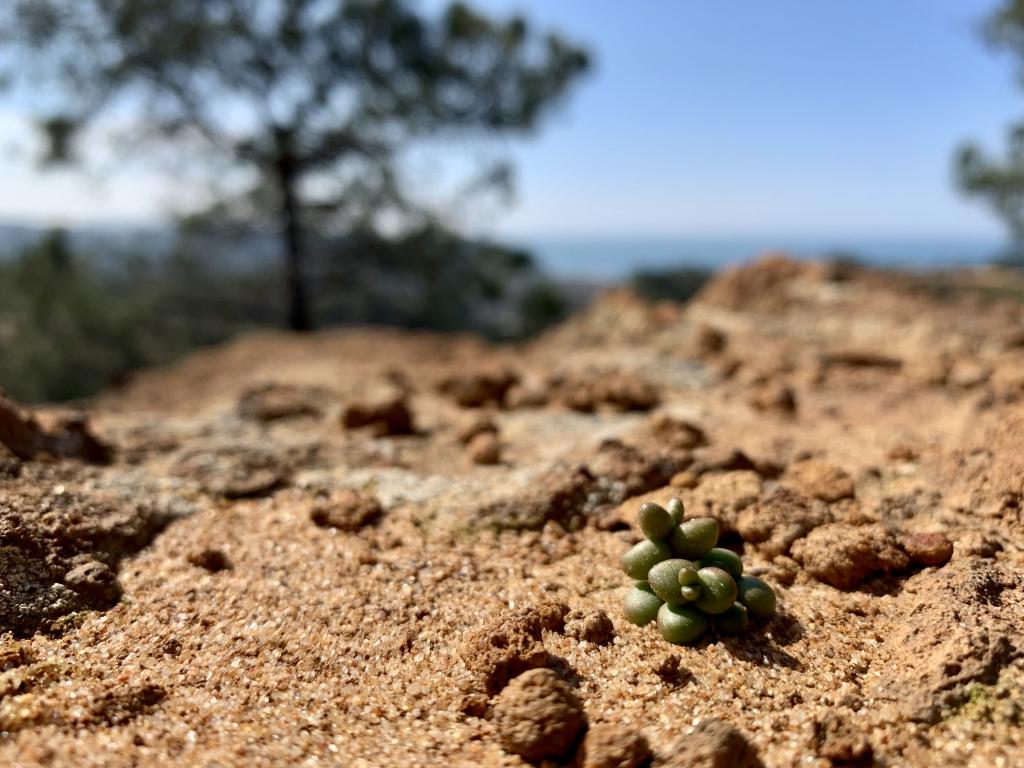 This tiny Dudleya brevifolia has emerged from barren sandstone cliffs after being dormant underground for months. These tiny succulents grow near the Pacific Ocean and Torrey pine trees, both seen in the background.