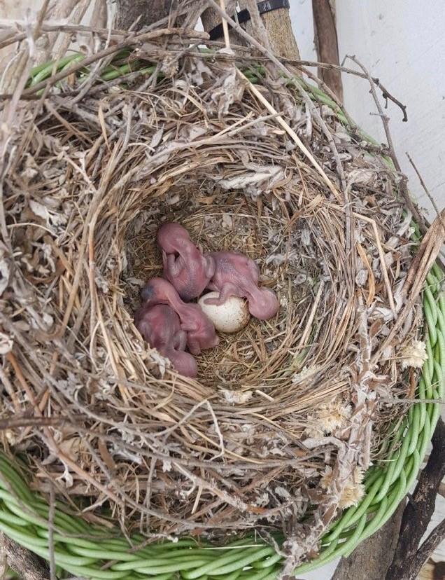 One of our nests with 4 newly hatched chicks and an unhatched egg. Photo: Jaelean Carrero.