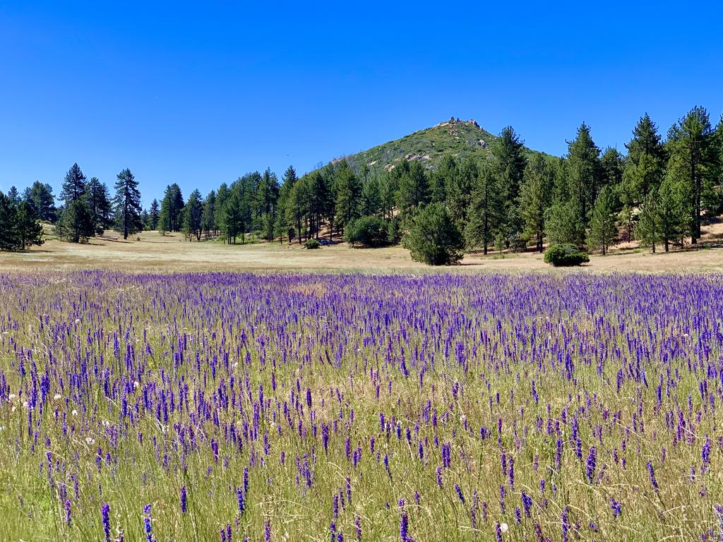 This high elevation meadow is full of tall spikes of Cuyamaca Lake delphinium flowers. This meadow was filled with their sweet smell and bumblebees.