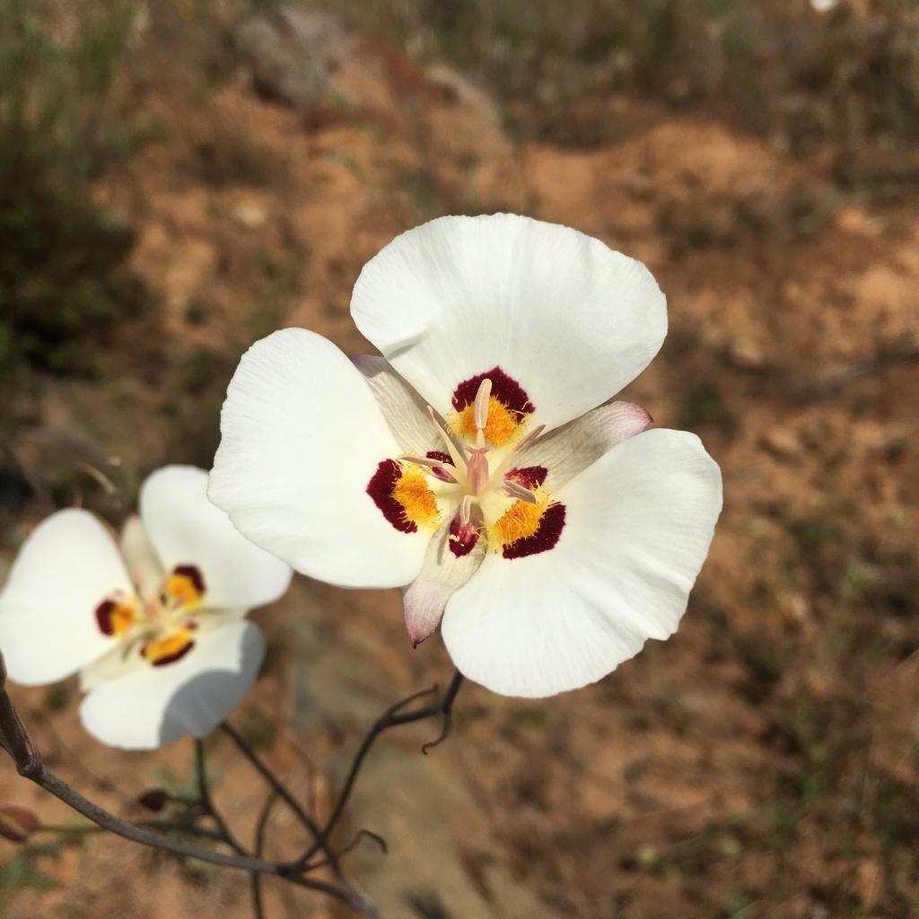 Calochortus dunnii has white petals with rust-colored spots above yellow, hairy nectaries.  Photo by Joe Davitt