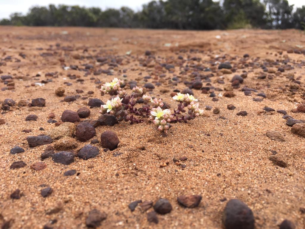 The tiny, endangered Dudleya brevifolia exists as a corm for the summer and fall portion of its annual cycle, reemerging after winter rains to flower in spring.