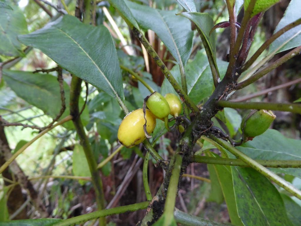 Ripe fruit hangs on the ‘ōhā wai plant.