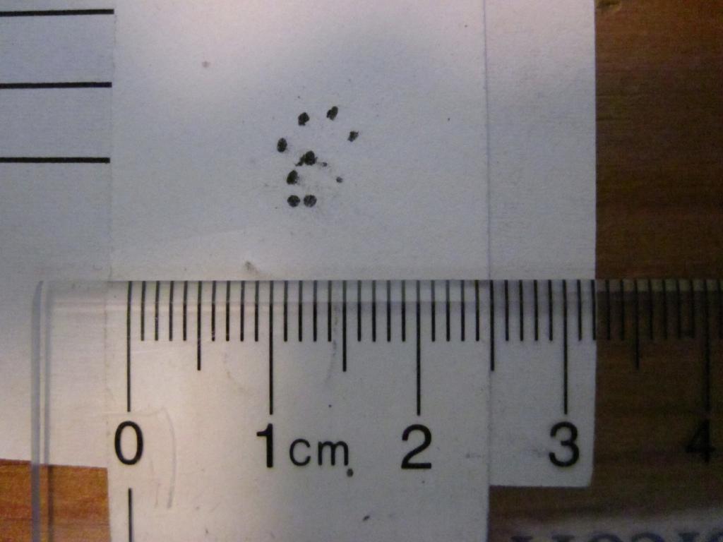 Photo of a Heteromyid (Chaetodipus) foot print. The middle toes are slightly closer together and the whole paw print is more triangular shaped than the Peromyscus foot print with evenly spaced round toes.