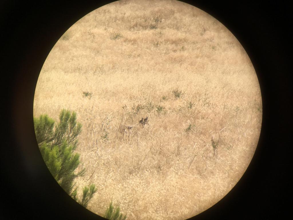 Close up view through binoculars of two juveniles perched on top of a pile of wood.