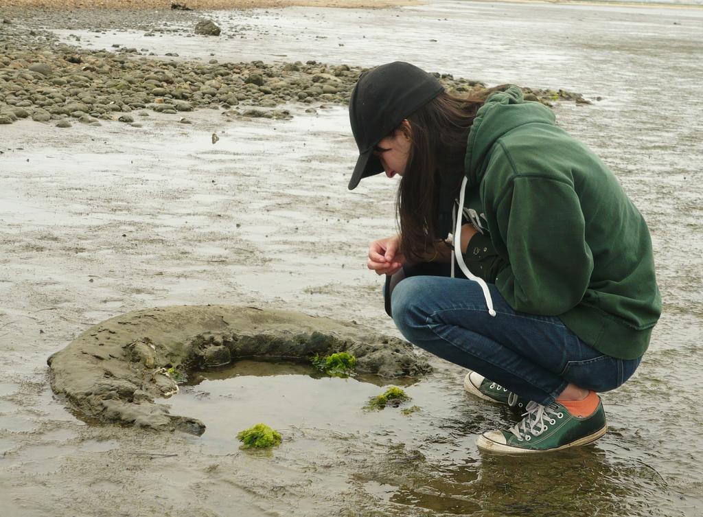 Identification of invertebrate prey was complemented by field observations of key groups present in plover foraging areas in diverse habitats, from sandy and pebble beaches to mud and salt flats. (Photo: Gabriela Ibarguchi)