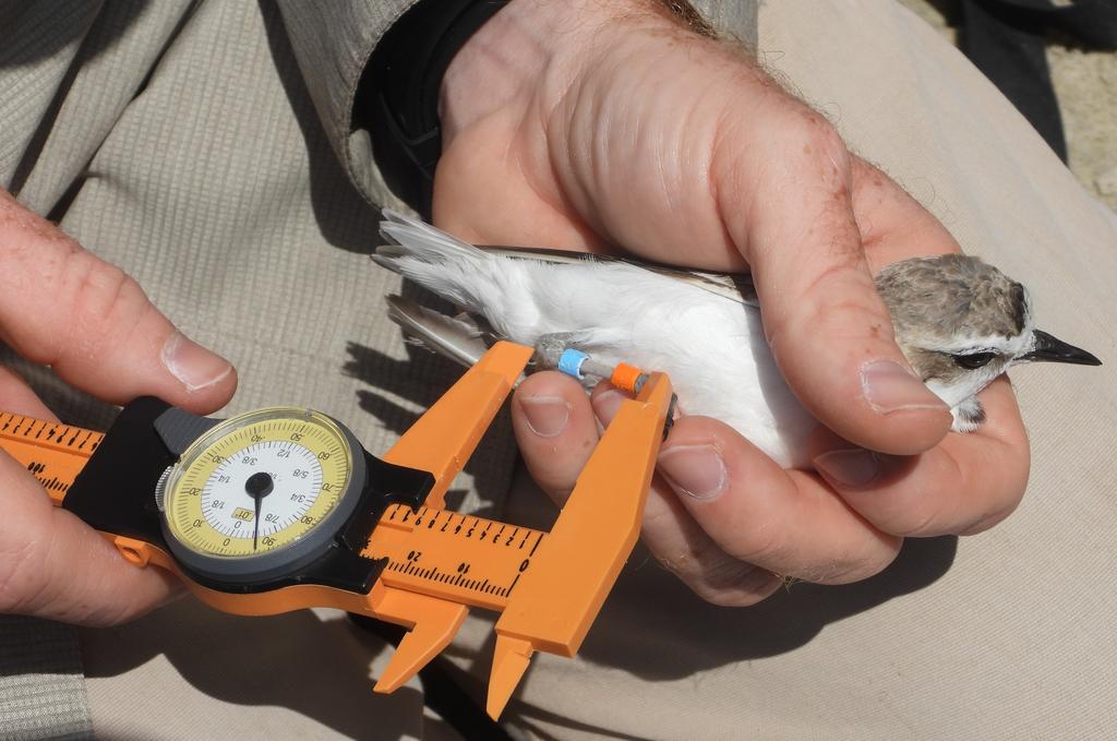 Field measurements can provide information on general health, growth, and body condition; here a female plover is banded and measured (Photo by Rachel Smith, courtesy of Marine Corps Base Camp Pendleton).