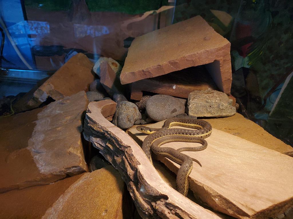 Two-striped garter snake used for predator training of mountain yellow-legged frogs.