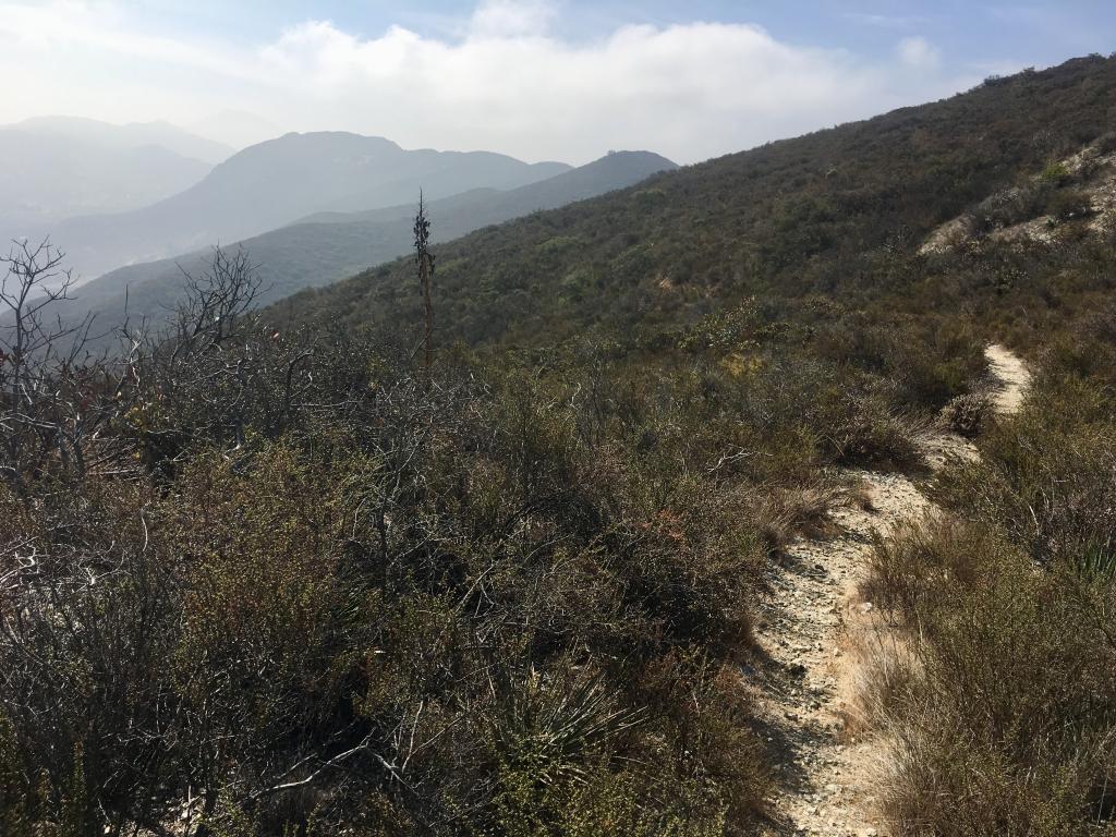The Tick-Highway – there are populations of both San Miguel savory and Parry’s tetracoccus along this trail and we’ve been traveling it frequently this year.