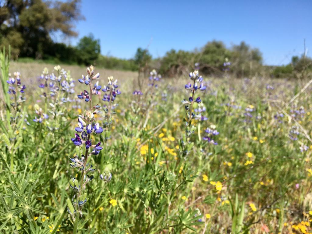 With cooler temperatures and more moisture, meadows in our mountains had beautiful displays of wildflowers, even though very few annuals bloomed at the lower elevations.
