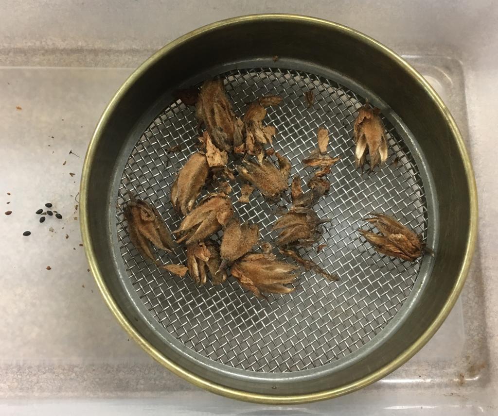 These are the seedpods from the federally endangered Mexican flannelbush. Using a sieve when processing allows for the hard black seeds (left) to be separated from larger plant debris. Air winnowing will then separate the seed from the remaining small debris.