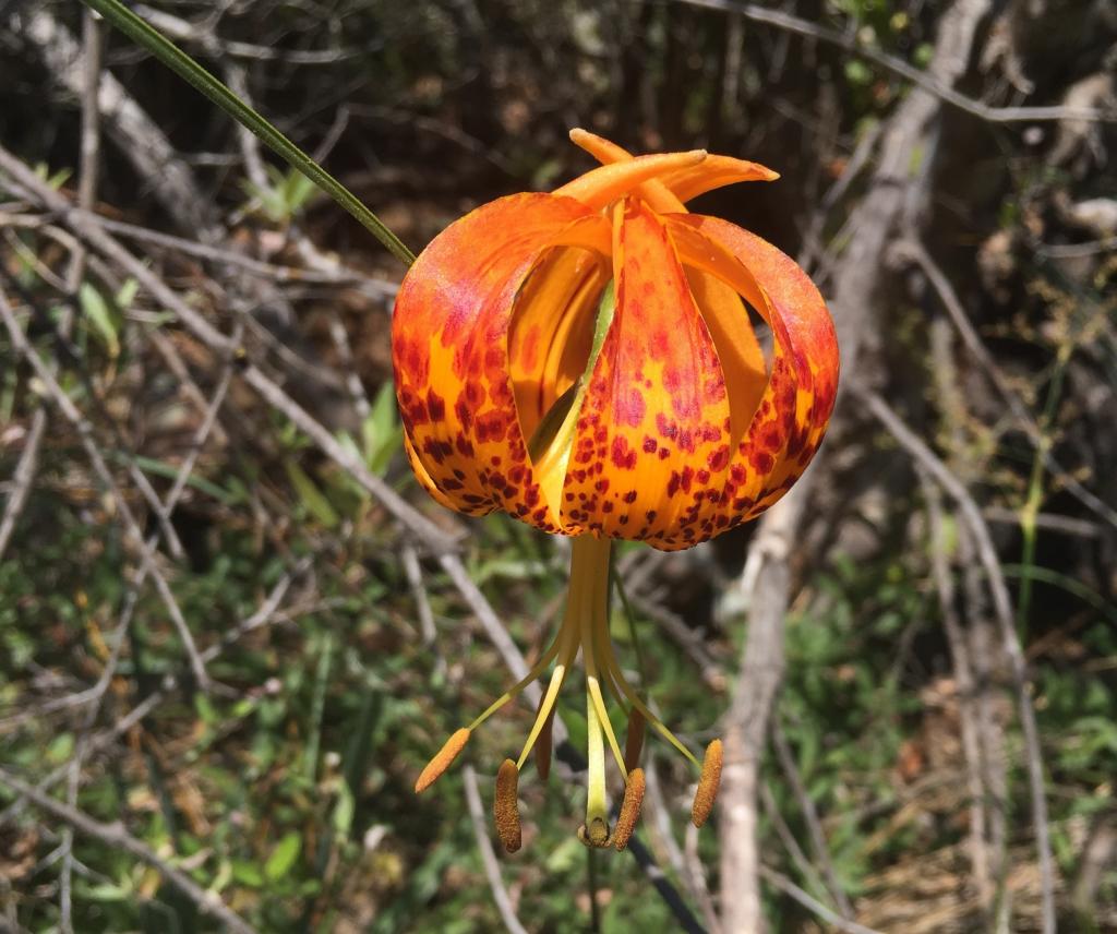 The oscillated Humboldt lily has recurved orange petals that are covered in dark red spots with red-orange halos. Photo by Stacy Anderson