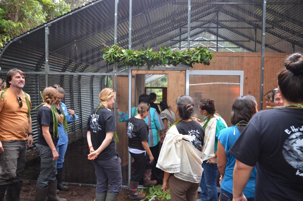 Ceremony complete, ‘Alalā Project members explore the new aviary (photo Anya Tagawa).