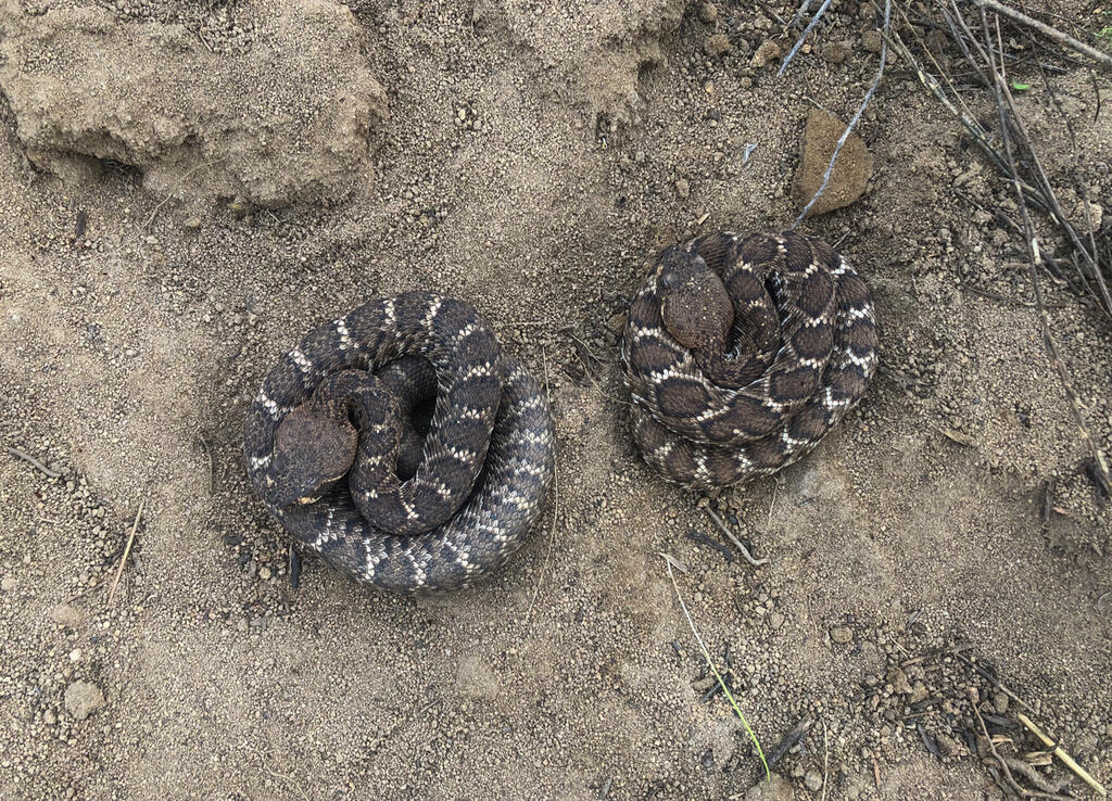 A rare site: Two neonate red-diamond rattlesnakes.