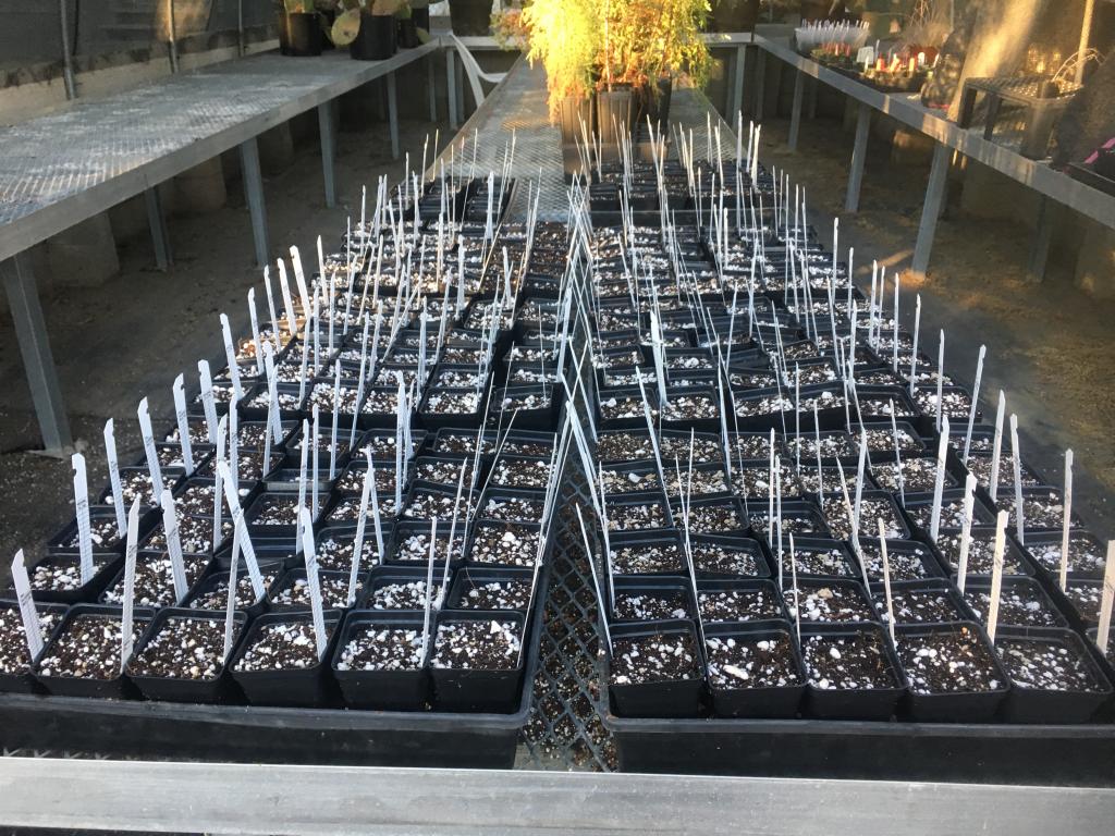 Tobin Weatherson is germinating thornmint populations for seed bulking projects aimed at expanding and stabilizing 2 different wild populations in San Diego County.