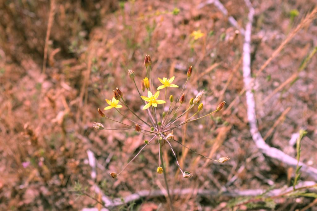 Bloomeria clevelandii is a beautiful rare bulb that is endemic to San Diego county and northern Baja. We made 4 different seed collections this year from populations throughout the county.