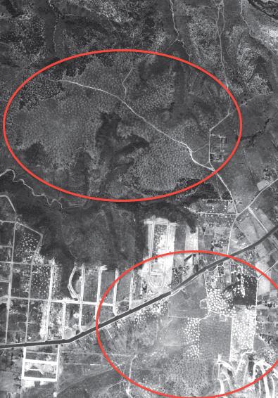 Though difficult to see, the light colored, circular shaped spots on this historic 1928 photo are vernal pools. Large areas of pools once existed on the flat tops of mesas and plateaus throughout the county. These particular pools have all been destroyed to build San Diego State University and for housing.