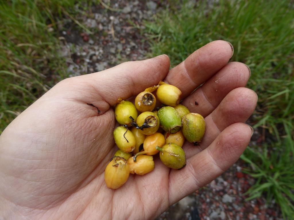 A handful of ‘ōhā wai fruit, freshly picked from the Hawaiian rain forest.