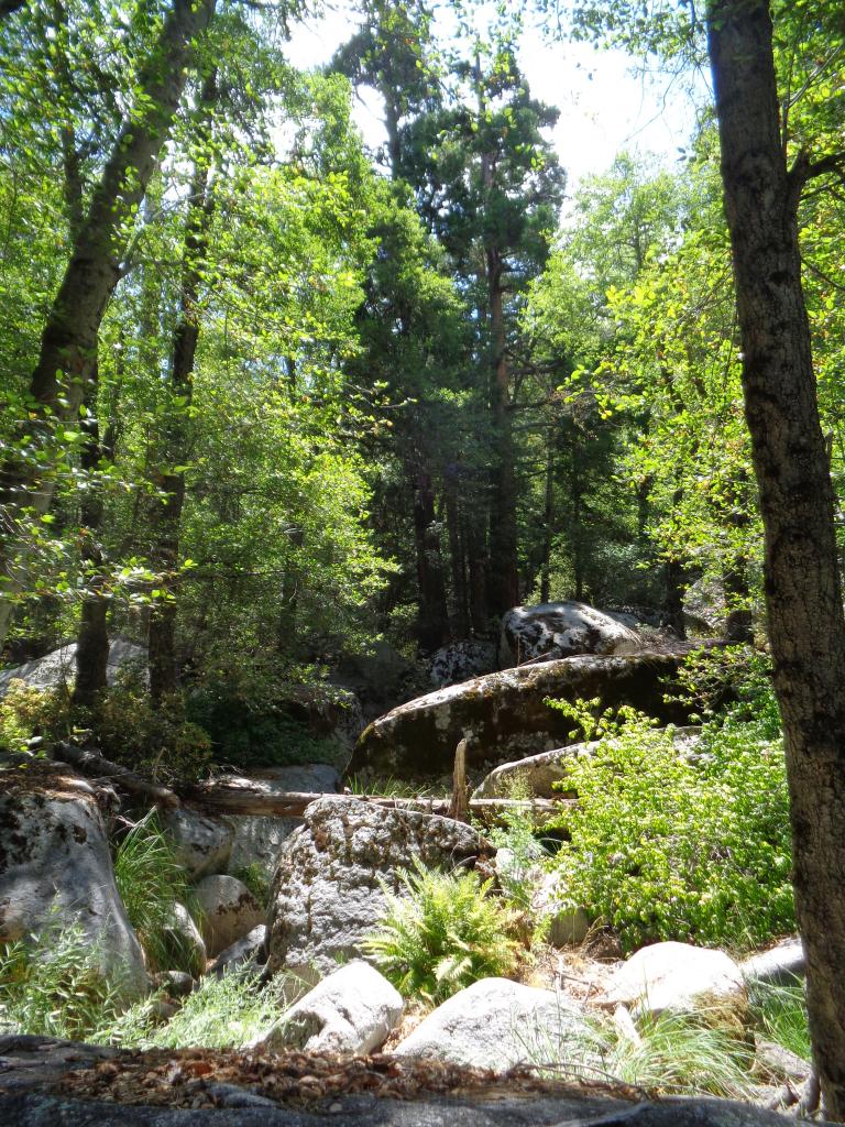 Scenic view along creek at Dark Canyon release site. Photo credit: Natalie Calatayud.