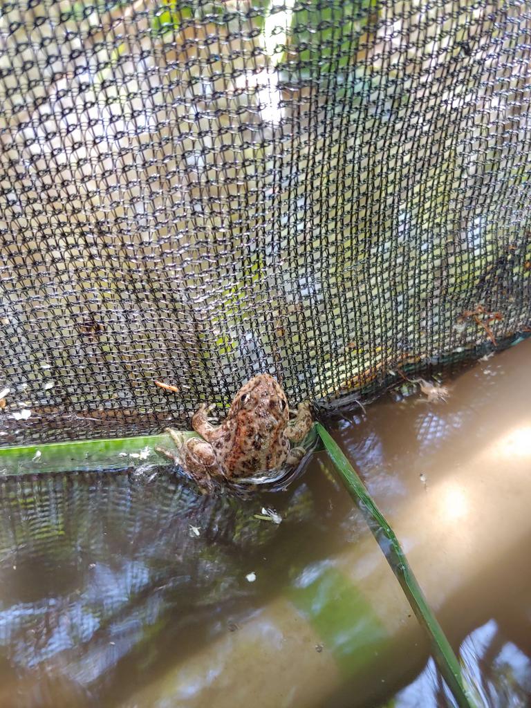 A mountain yellow-legged frog in its soft release enclosure.