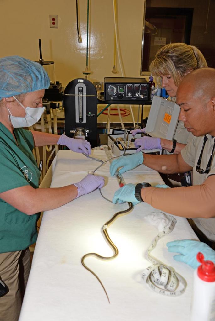 Harter Hospital veterinary staff performs radio implant surgery on a patch-nosed snake.