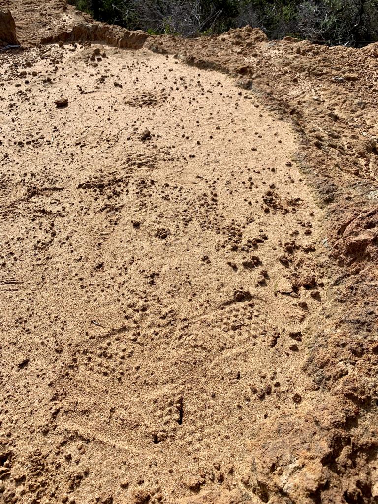 We noticed signs of human impact every time we monitored. In this photo you can clearly see shoe prints in the fine sand. Four reintroduced corms were planted in this area, and at least one was damaged.