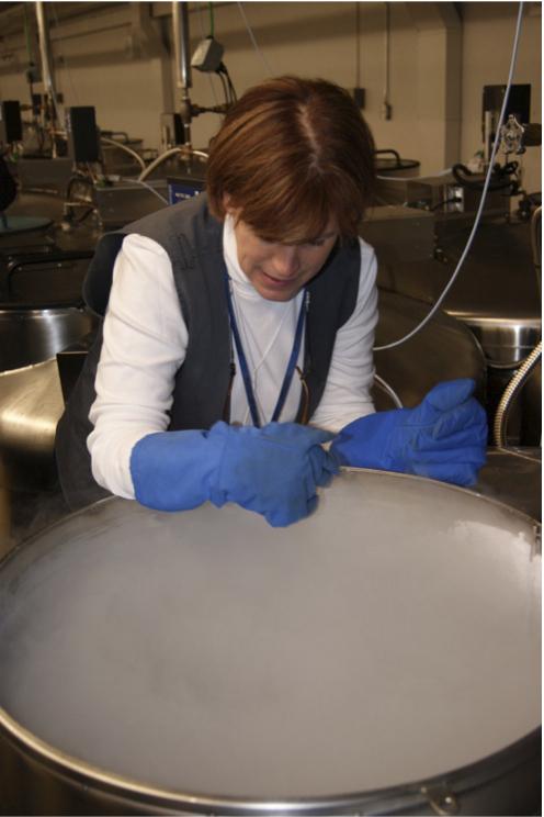 This is Dr. Christina Walters, head of seed research at the National Laboratory for Genetic Resources Preservation. Many species (like oaks) have seeds that cannot be frozen. Cryopreservation in liquid nitrogen (shown) is another option.