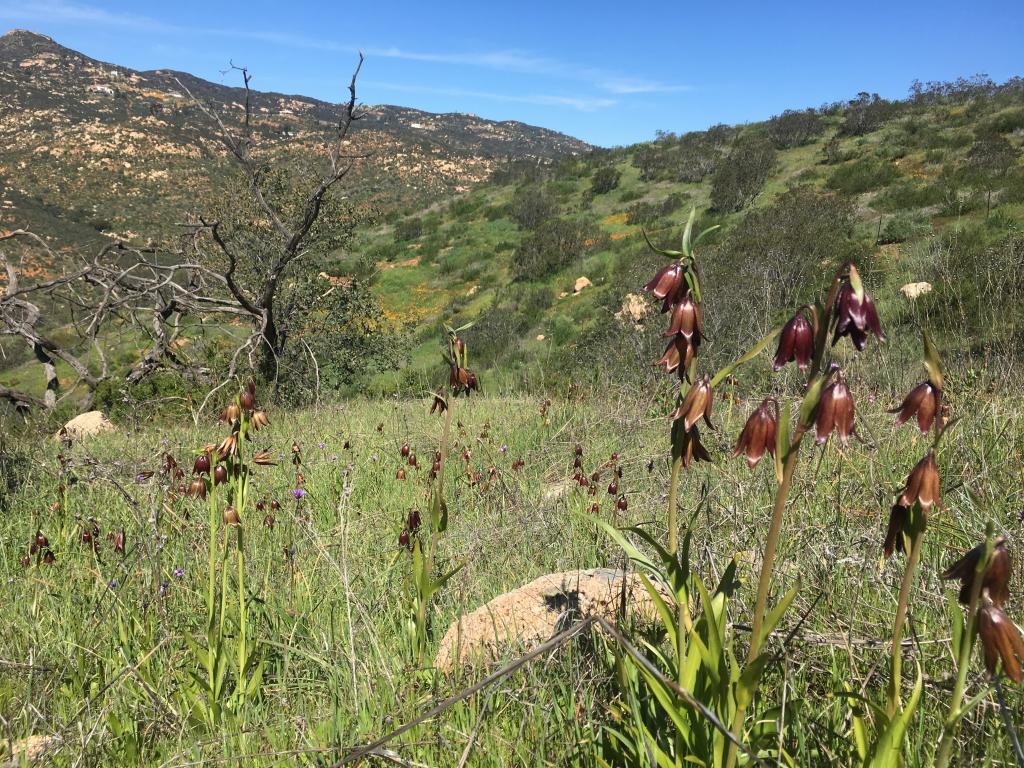 Chocolate lilies (Fritillaria biflora) are a bulb native to western California. This population was found in the south of San Diego County and we were able to make a seed collection this spring.