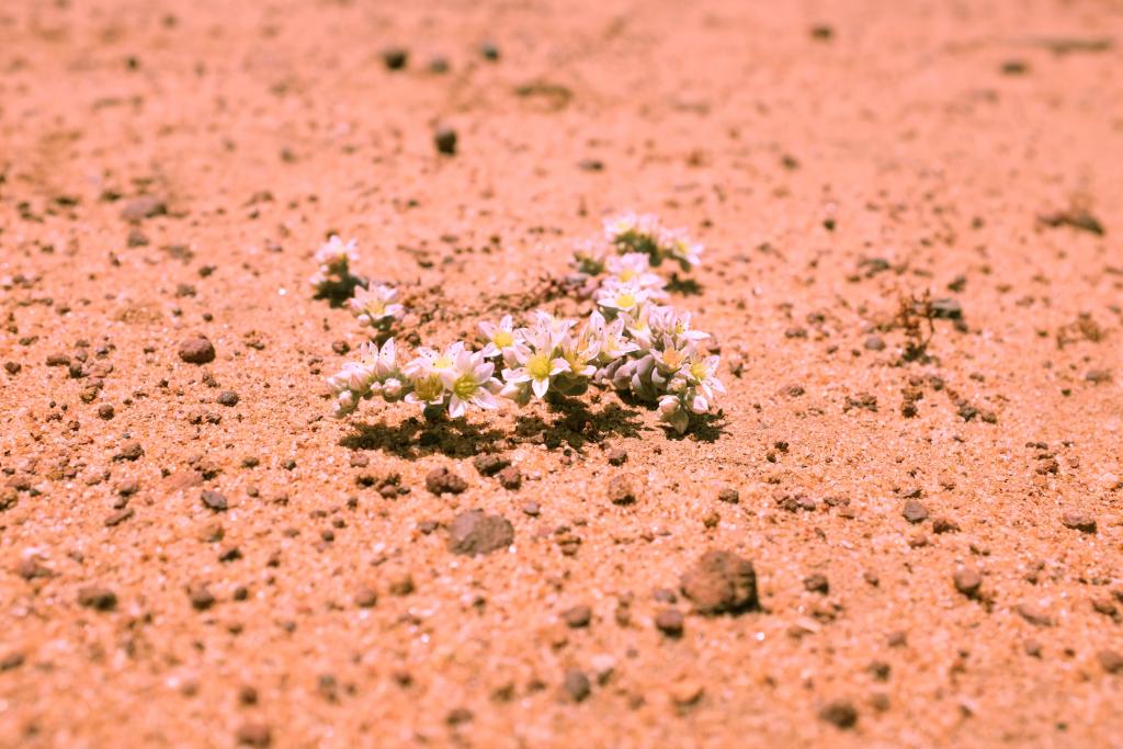 Dudleya brevifolia has only 5 wild populations left on the planet. We have a living collection, representing the smallest wild population, under our protection.