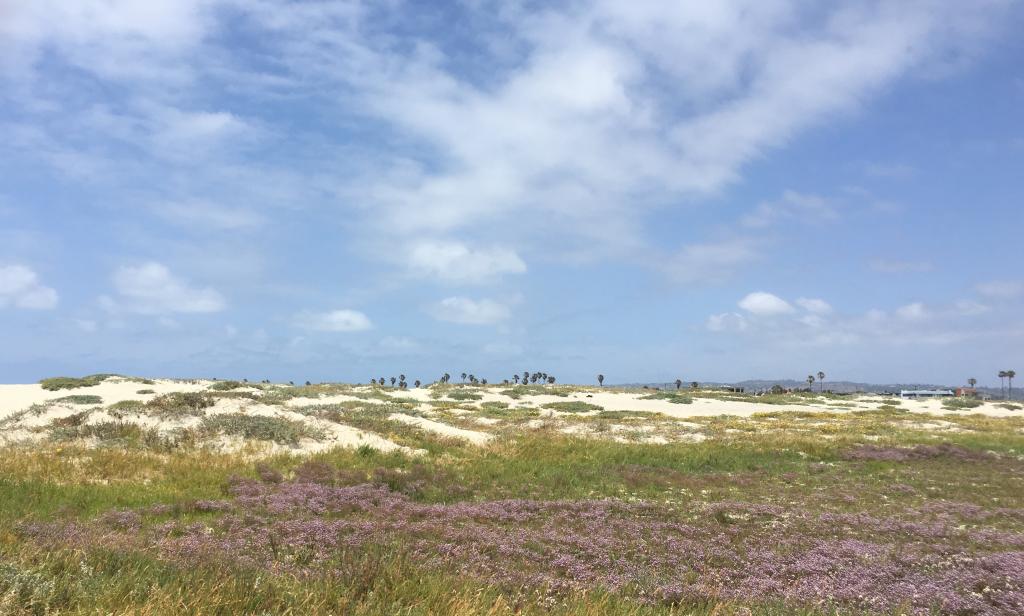 Native sand habitat, occurring behind high tide levels, would naturally be covered in specialized plant species. These plants would aid in the formation of dunes, a habitat now very rare to see on the Southern California coast.