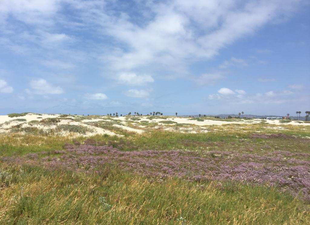 From our beach dunes to our high elevation mountains, San Diego is home to hundreds of rare species that need our help. We are proud to be conserving these ecosystems and helping to end extinction in this beautiful county.
