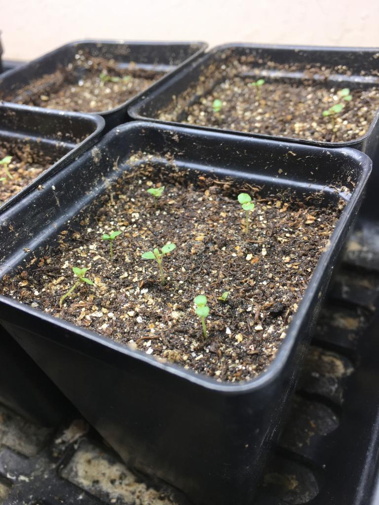 We are actively working to seed bank as many populations as we can and performing germination tests and propagations in order to learn as much as possible about this beautiful plant. 