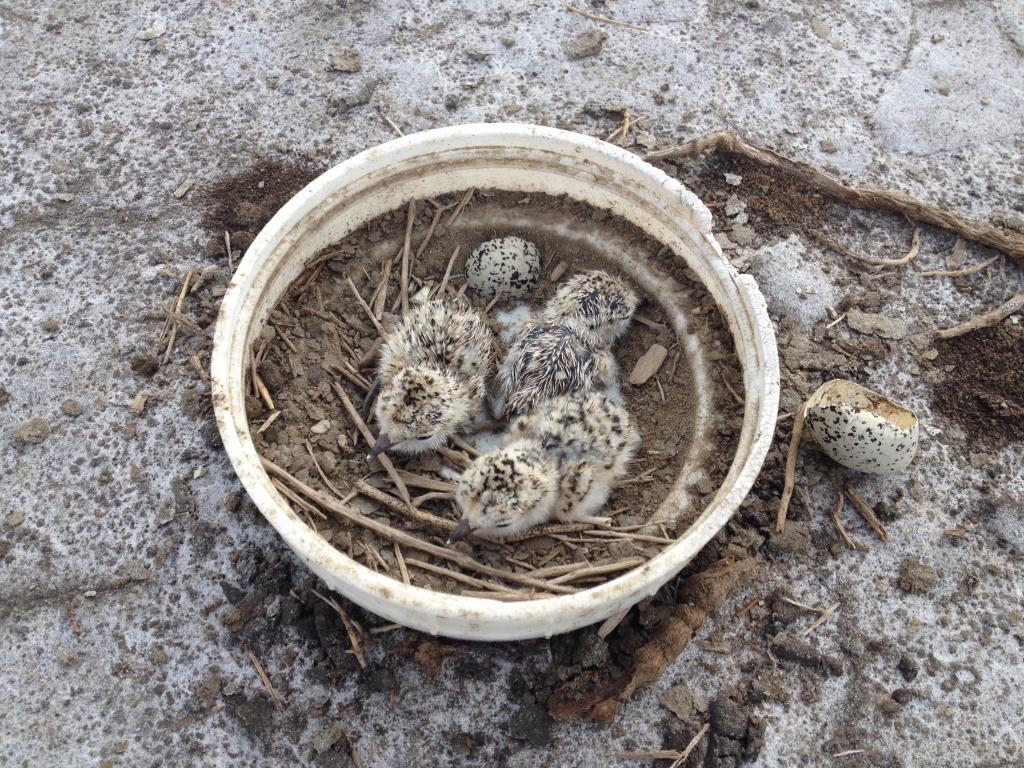 Three newly-hatched Western Snowy Plover chicks in their Styrofoam “nest”. Photo courtesy of Marine Corps Base Camp Pendleton. Photo credit: Demetri Lafkas.
