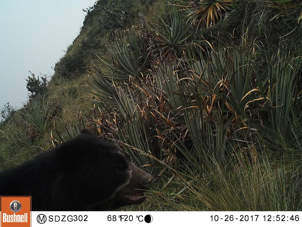 An adult male Andean bear wanders past our cameras in the grasslands of southeastern Peru.