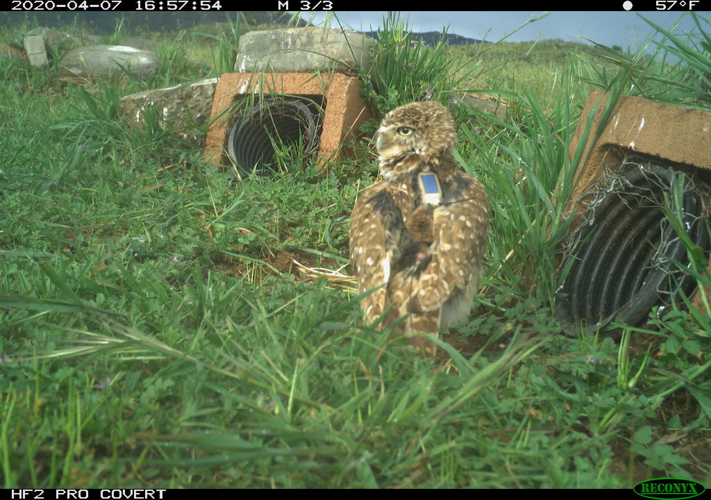 A remote camera photo of a burrowing owl standing outside a burrow, sporting the GPS backpack.