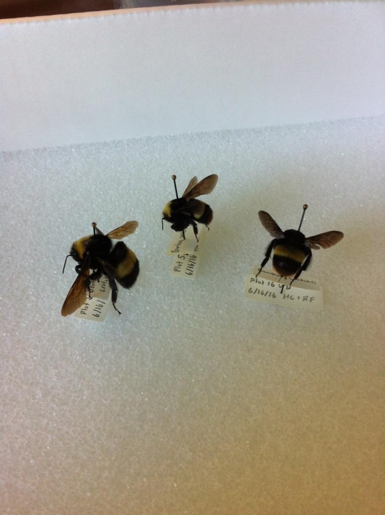 Researchers were surprised to find endangered bumble bees at the site.