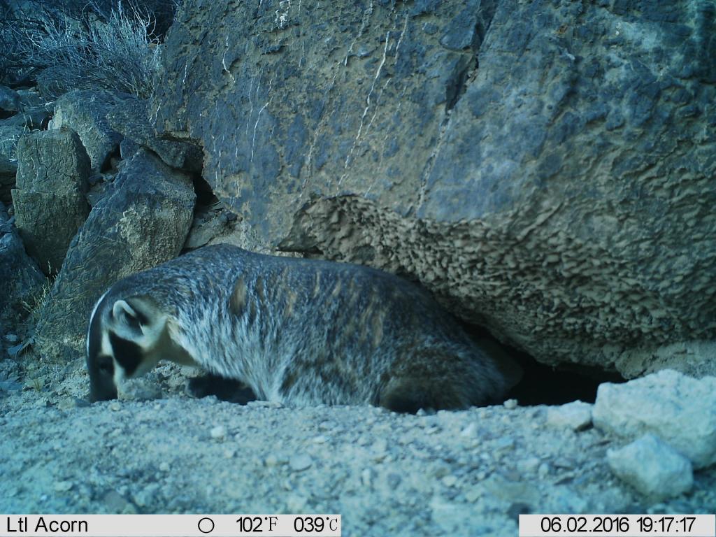 American badger exiting a tortoise burrow, sniffing for signs of prey.  Photo by Jeanette Perry.