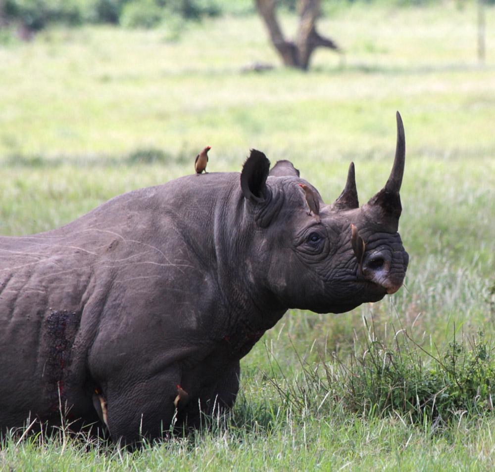One of about 60 endangered black rhino in Lewa Conservancy. Lewa’s work has dramatically reduced poaching in the area, giving these rhino a fighting chance.