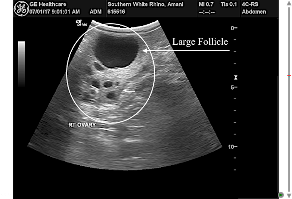 Ultrasound image of southern white rhinoceros ovary containing large dominant follicle and smaller subordinate follicles (dark spheres). Hormone treatment was administered when the follicle reached 35 mm and ovulation occurred between 36 and 48 hours post-treatment.