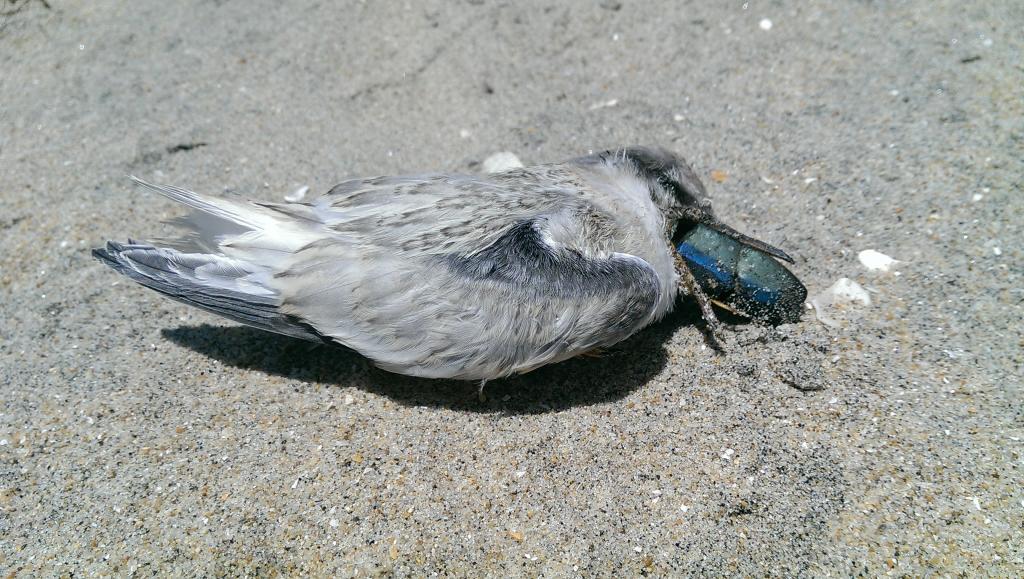 California least tern fledgling that died choking on a rubber fishing lure on Coronado Island (Photo by Katrina Murbӧck, courtesy of Naval Base Coronado).