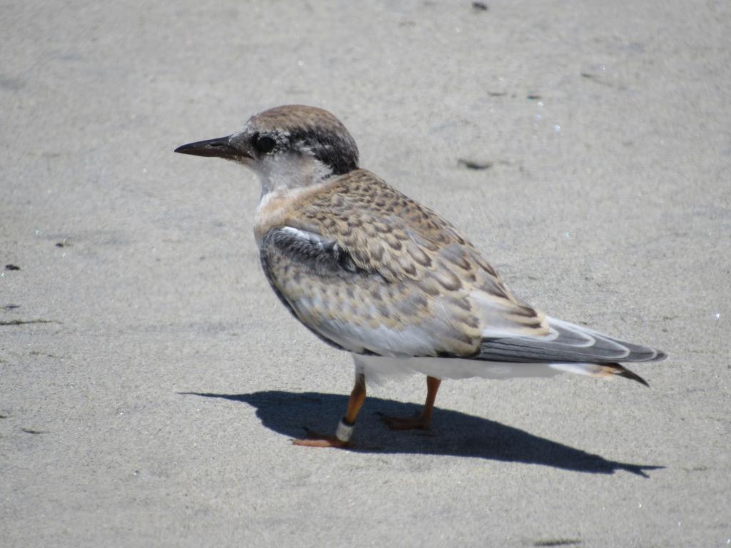 Typical California least tern fledgling. Photo by Maggie Lee Post.