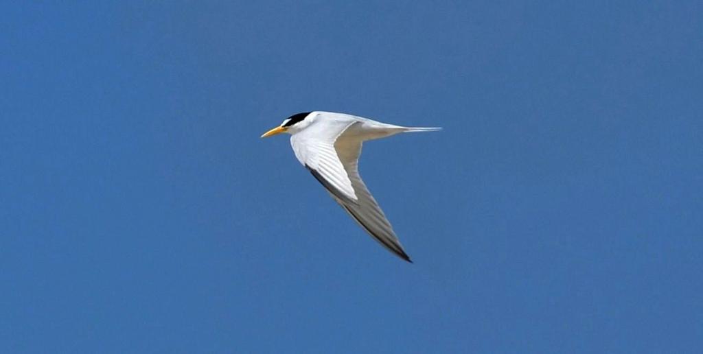 The year-round distribution of California Least Terns remains largely unknown outside of the breeding season. (Photo: E. Rice; courtesy of Naval Base Coronado).