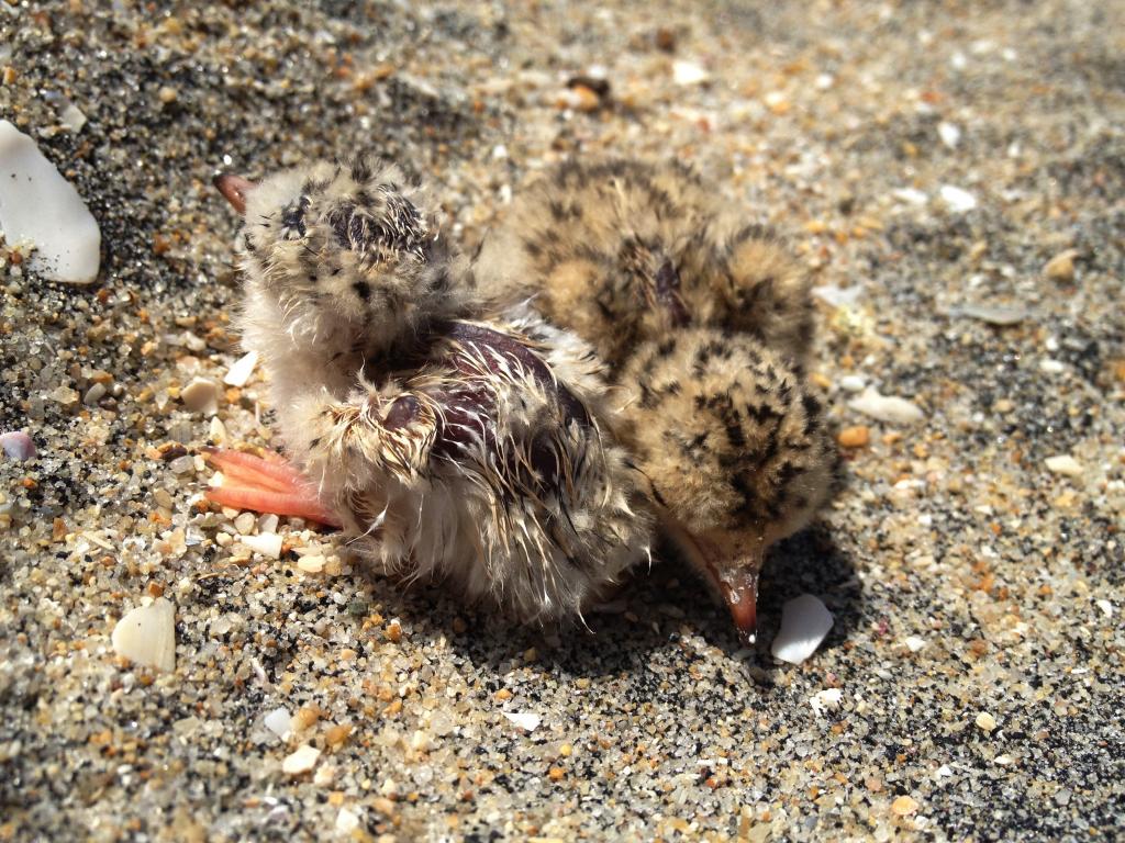 Newly hatched California Least Terns rely on their camouflage and their protective parents to evade predators (Photo courtesy of Naval Base Coronado).